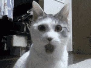 IMG_6433.gif.003646195dff60739bbcea50cd5132f4.gif